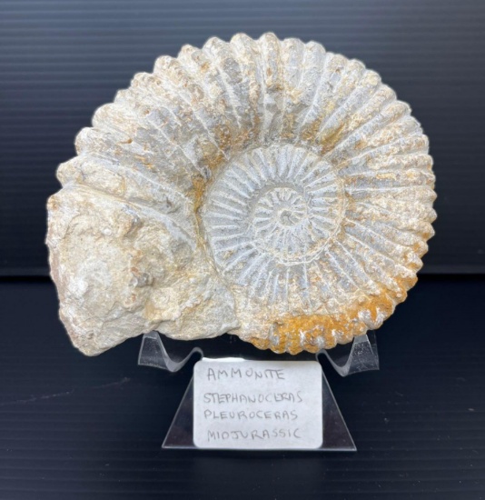 Ammonite- Prehistoric Nautilus