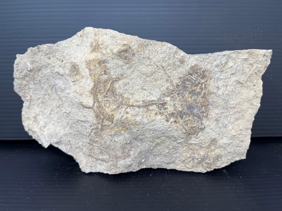 Rhombotrypa Fossil Rock