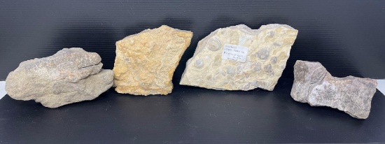 Domal (Digitate) Stromatolite
