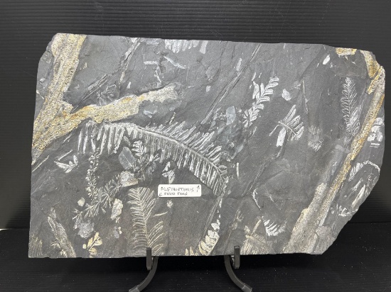 Seed Fern and Alethopteris Fossils on Slate Grey Stone.
