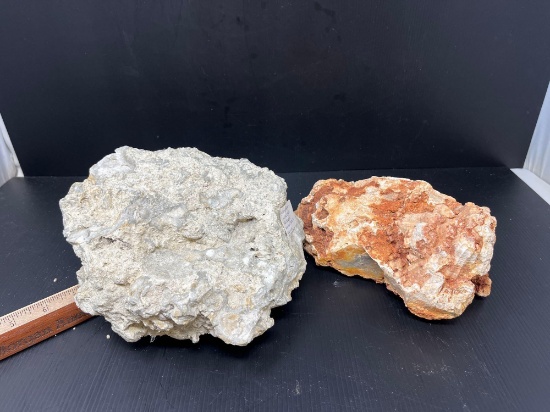 Fossiliferous Limestone, Florida