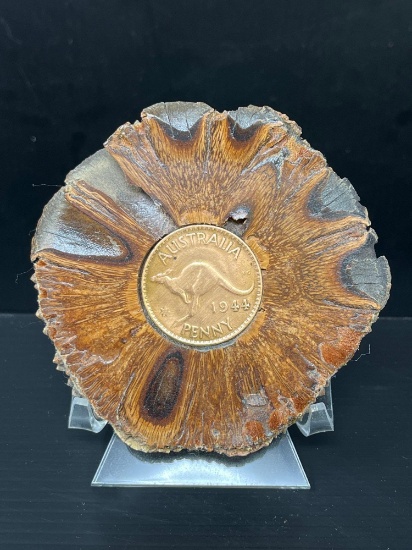 1944 Australia Penny embedded in Petrified Wood