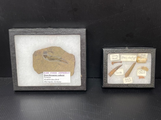 "Rare" Fossil Amphibian and Pterodactyl Parts