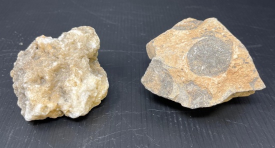 Coral Syringopora & Fossilized Stone