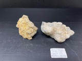 Fossiliferous Limestone, collected in Florida