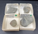 4 Shell Fossils