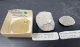 3 Fossils- Pecten, Worm Tracks/Starfish and Sphenophyta