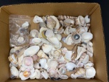 Sea Shells