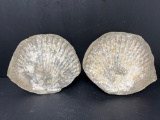 Sea Shell Fossil