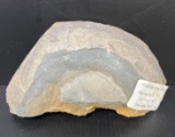 Ammonite Fragment