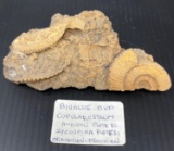 Shell Fossils- Bivalves
