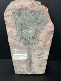 Marhoumacrinus Legrandi Fossil