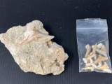 Shark Tooth Fossils and Fossilized Rock