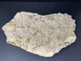 Bivalve Fossils in Nondescript Rock