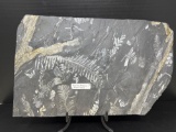 Seed Fern and Alethopteris Fossils on Slate Grey Stone.