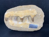 Fossil Mosasaurus Tooth