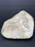 Bryozoan Fenestella Fossil Rock