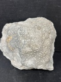 Fossilized Coral