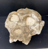 Australopithecus Robustus Prehistoric Primate Skull