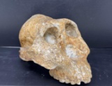 Australopithecus Boisai Primate Skull