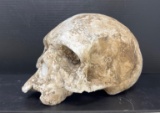 Homo Heidelbergensis Primate Skull