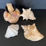 3 Sea Shells and Shell Art