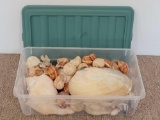 Storage Tote with Sea Shells of Various Types & Sizes