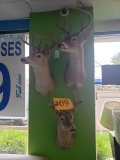 Deer Mounts