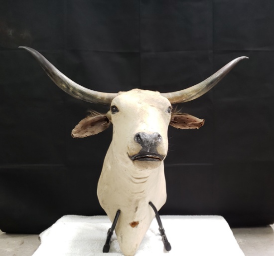 LONGHORN MOUNT - WHITE