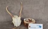 LOT OF SKULLS - PRAIRE DOGS AND WHITE TAIL DEER