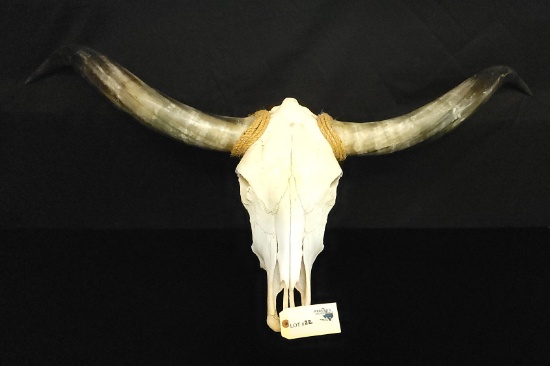 COW SKULL