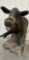 WILD BOAR HALF MOUNT