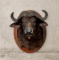 CAPE BUFFALO BULL