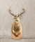 ELK MOUNT