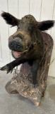 WILD BOAR HALF MOUNT