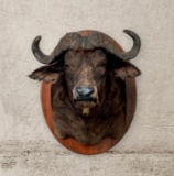 CAPE BUFFALO BULL