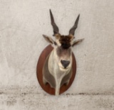 ELAND MOUNT