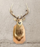 ELK MOUNT