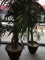 Silk Potted Plants Set of two