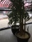 Silk Potted Plants Set of two