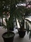 Silk Potted Plants Set of two
