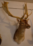 Fallow Deer Scottland Trophy Shoulder Mount