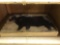 Approximately (1500) Martin Archery Big Horn Sheep Paper Targets 37