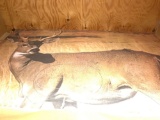 (1500) Martin Archery Whitetail Deer Paper Targets 24