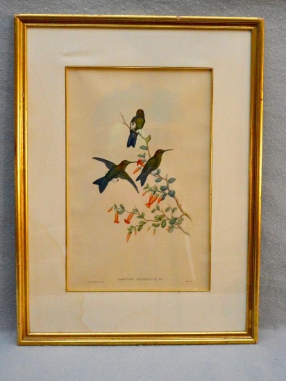 Antique John Gould Bird Print, "Eriocnemis Sapphiropygia"- Fluffy Legged Hummingbirds. Circa 1871