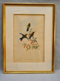 Antique John Gould Bird Print, 