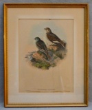 John Gould Bird Print, 