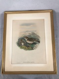 John Gould Bird Print, 