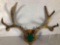 Mounted Deer Antlers 4 Point Double I-Guard