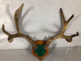 Mounted Deer Antlers 4 Point Double I-Guard